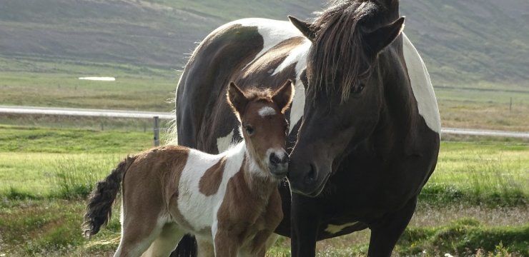 Protect the Icelandic Horse