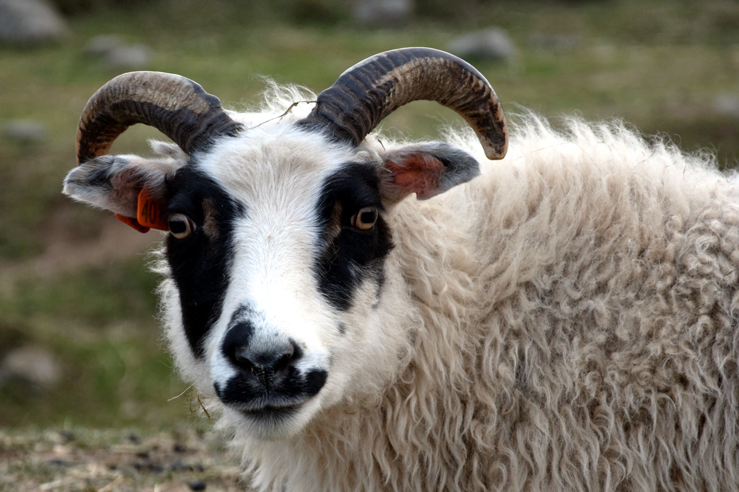 Mutterschaf