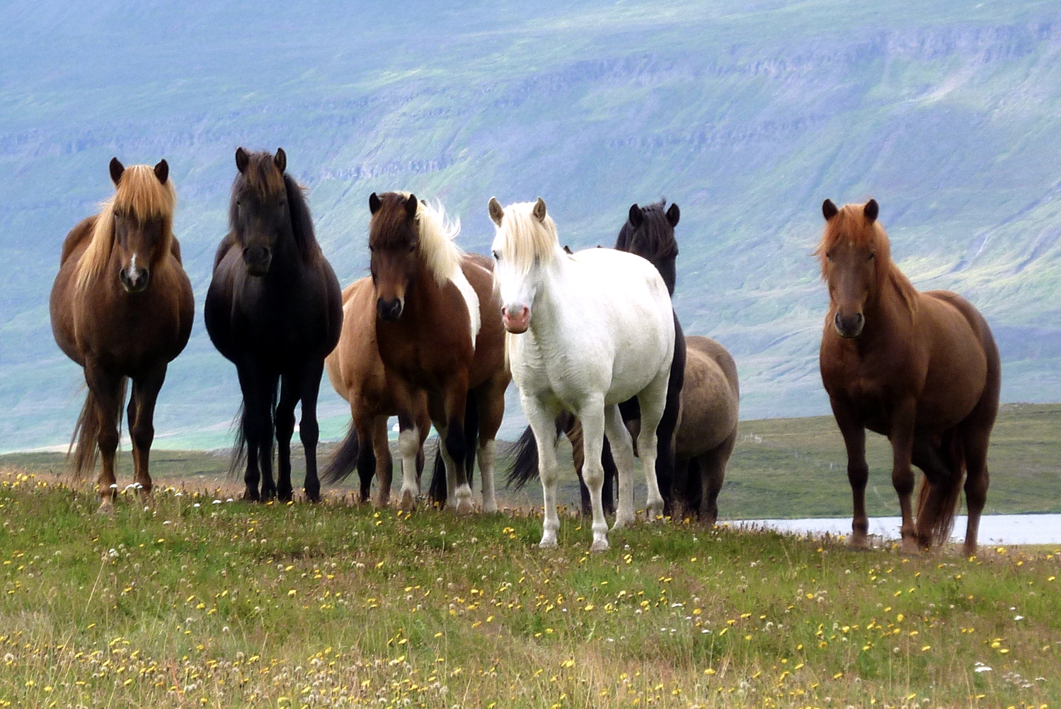 Pferdegruppe