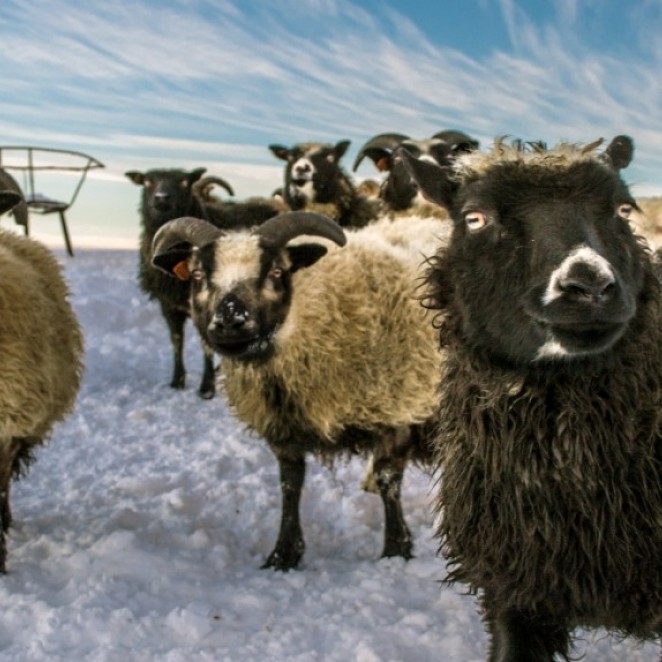 Happy sheeps sniffing winter air