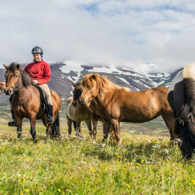 A group of our horses