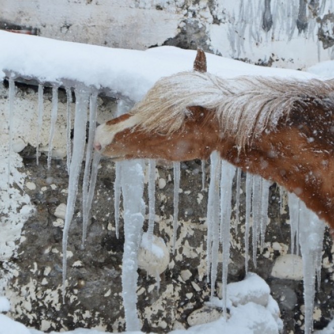 Ice refreshes not only in summer