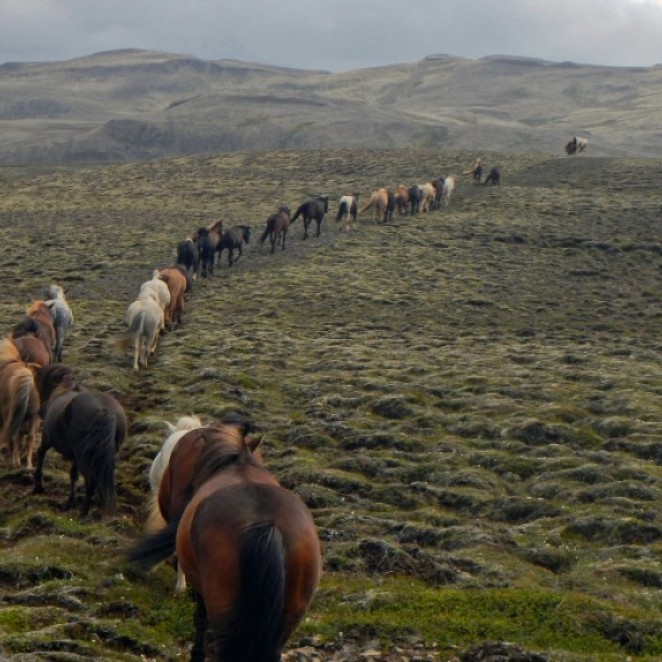 Into the highlands with a large herd of horses
