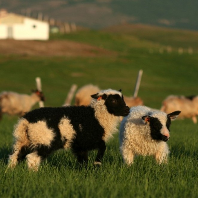 Lambing - a busy but amazing time