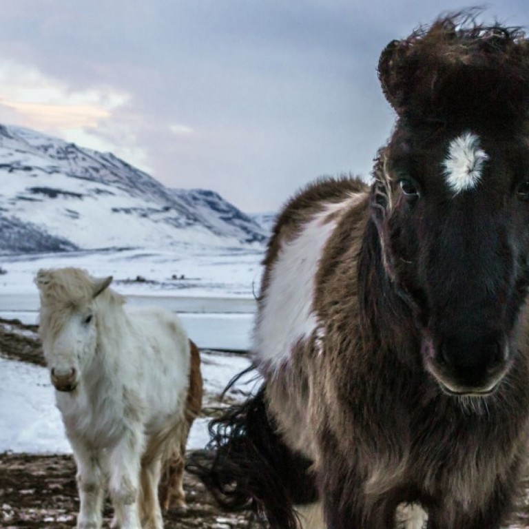 Our horses in their cozy winterfur