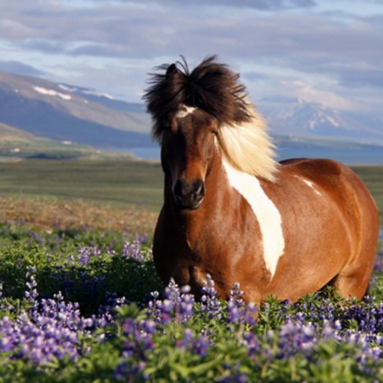 Enjoing sun and lupines