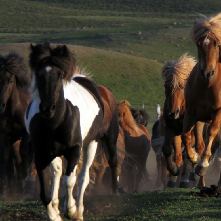 A group of our horses coming home
